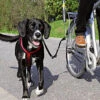 Trixie - Kit De Séparation Vélo Biker-Set Pour Grand Chien -Magasin De Fournitures Pour Chiens 1466