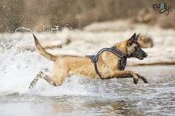 Curli - Harnais Belka Air-Mesh En Noir Pour Chiens - S -Magasin De Fournitures Pour Chiens 17320