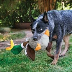 KONG - Jouet Canard En Peluche Shakers Honkers Duck Pour Chien - L 7 KONG - Jouet Canard En Peluche Shakers Honkers Duck Pour Chien - L -Magasin De Fournitures Pour Chiens 39703
