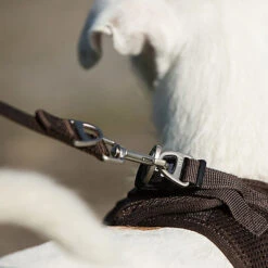 Curli - Laisse Basic En Noir Pour Chiens - L -Magasin De Fournitures Pour Chiens 40002