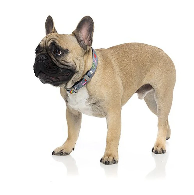 FuzzYard - Collier Coachella Pour Chien - L 4 FuzzYard - Collier Coachella Pour Chien - L – Image 2