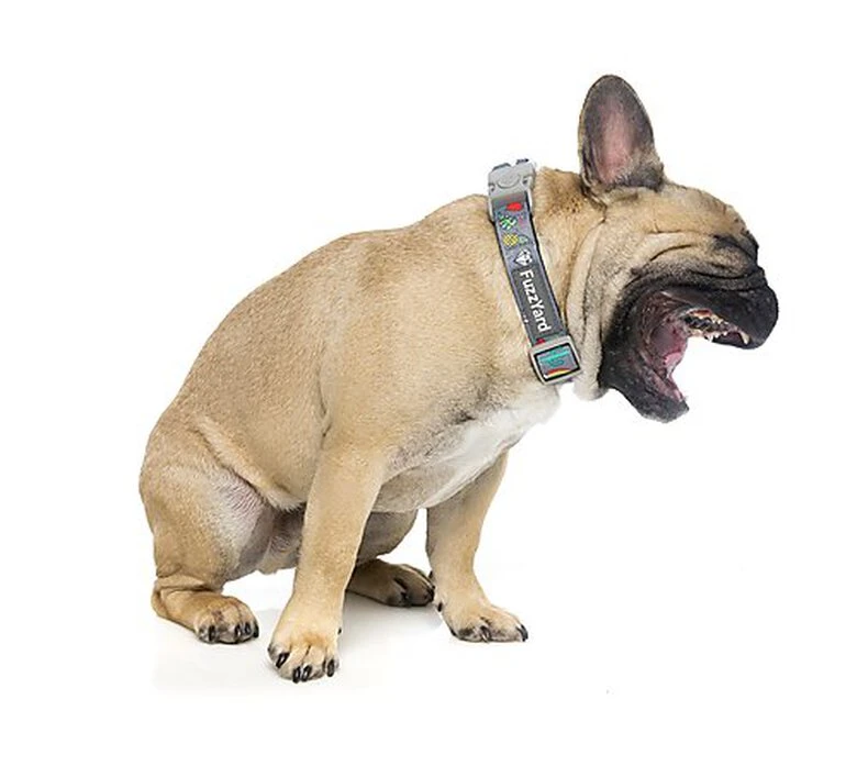 FuzzYard - Collier Coachella Pour Chien - L 7 FuzzYard - Collier Coachella Pour Chien - L – Image 5