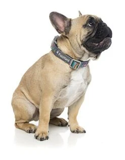 FuzzYard - Collier Coachella Pour Chien - L 9 FuzzYard - Collier Coachella Pour Chien - L -Magasin De Fournitures Pour Chiens 43185