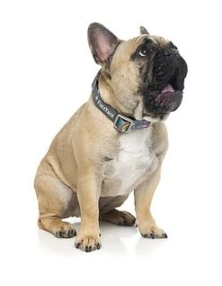 FuzzYard - Collier Coachella Pour Chien - L 10 FuzzYard - Collier Coachella Pour Chien - L -Magasin De Fournitures Pour Chiens 43186