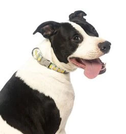 FuzzYard - Collier Piña Colada Pour Chien - L -Magasin De Fournitures Pour Chiens 43229