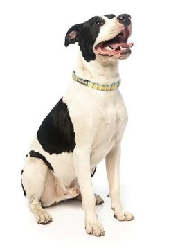 FuzzYard - Collier Piña Colada Pour Chien - L -Magasin De Fournitures Pour Chiens 43232