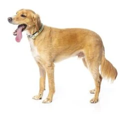 FuzzYard - Collier Piña Colada Pour Chien - L -Magasin De Fournitures Pour Chiens 43233