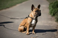 Goleygo - Laisse Plate Réglable Noir Pour Chien - M -Magasin De Fournitures Pour Chiens 47721