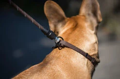 Goleygo - Laisse Ronde Réglable Marron Pour Chien - M -Magasin De Fournitures Pour Chiens 47750