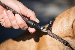 Goleygo - Laisse Ronde Réglable Marron Pour Chien - M -Magasin De Fournitures Pour Chiens 47752