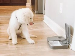 PetSafe - Distributeur Automatique 2 Repas Pour Chien Et Chat 10 PetSafe - Distributeur Automatique 2 Repas Pour Chien Et Chat -Magasin De Fournitures Pour Chiens 50568