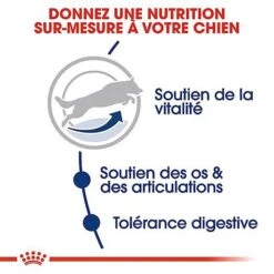 Royal Canin - Croquettes Maxi Adulte 5+ Pour Chien Adulte - 15Kg -Magasin De Fournitures Pour Chiens 66834