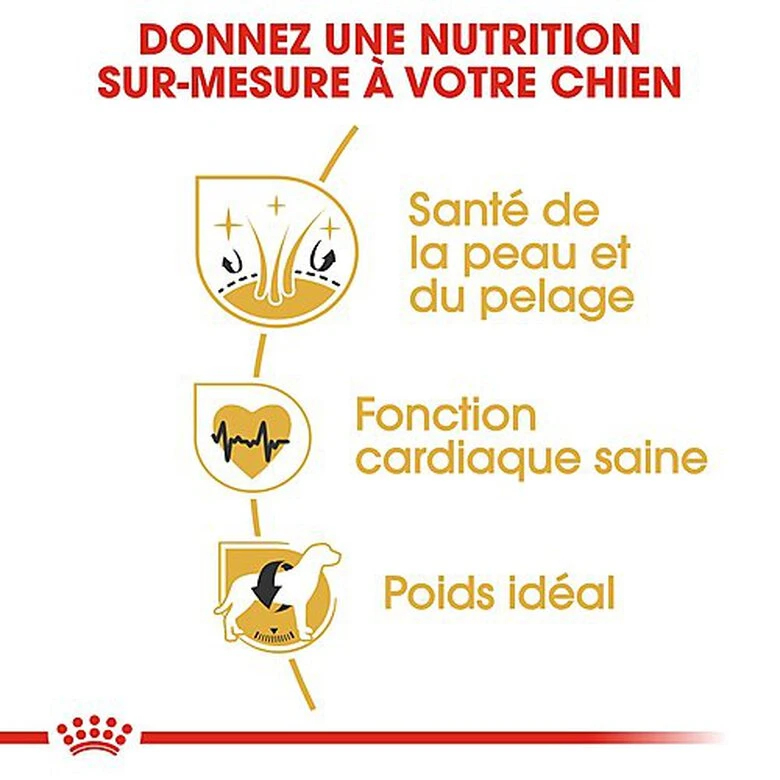 Royal Canin - Croquettes Golden Retriever Pour Chien Adulte 7 Royal Canin - Croquettes Golden Retriever Pour Chien Adulte – Image 5