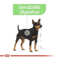 Royal Canin - Croquettes Mini Digestive Care Pour Chien - 3Kg -Magasin De Fournitures Pour Chiens 68122