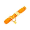 Pop Dog - Collier Pitchoune Orange Pour Chien - S -Magasin De Fournitures Pour Chiens 68985
