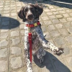 Pop Dog - Collier Diablotin Rouge Pour Chien - S -Magasin De Fournitures Pour Chiens 69023