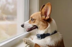 PetSafe - Collier Anti-Aboiement En Spray Pour Chien -Magasin De Fournitures Pour Chiens 74197