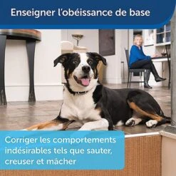 PetSafe - Système D'Aide à L'Education Pour Chiens - 100m -Magasin De Fournitures Pour Chiens 74255