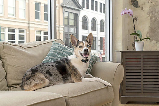 PetSafe Pet Safe - Collier Anti-Aboiement Lite PBC19-16448 Pour Chien 7 PetSafe Pet Safe - Collier Anti-Aboiement Lite PBC19-16448 Pour Chien – Image 5