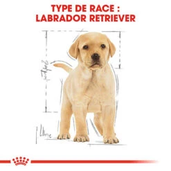 Royal Canin - Croquettes Puppy Labrador Retriever Pour Chiots - 3Kg 13 Royal Canin - Croquettes Puppy Labrador Retriever Pour Chiots - 3Kg -Magasin De Fournitures Pour Chiens 74387