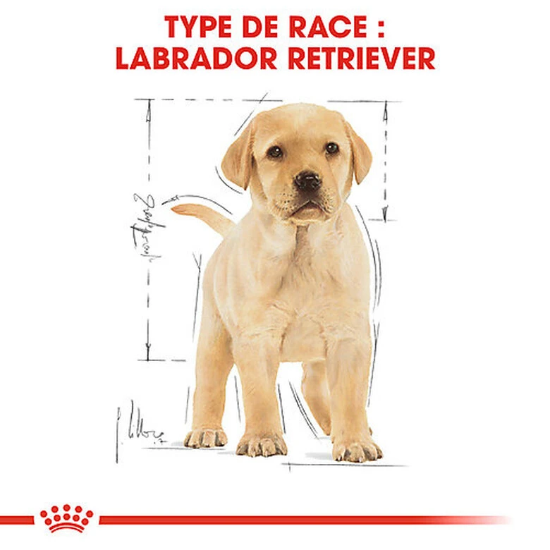 Royal Canin - Croquettes Puppy Labrador Retriever Pour Chiots - 3Kg 7 Royal Canin - Croquettes Puppy Labrador Retriever Pour Chiots - 3Kg – Image 5