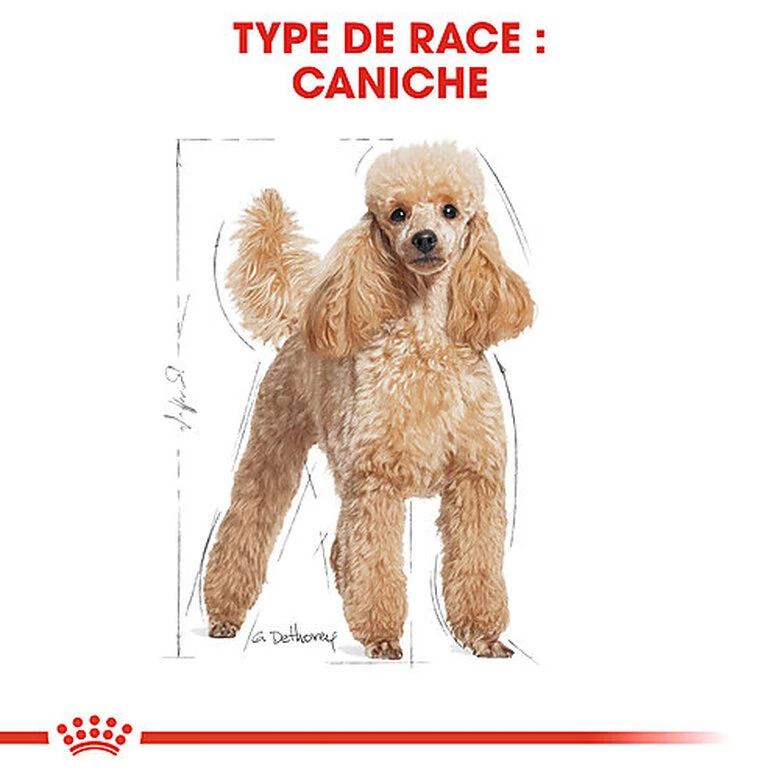 Royal Canin - Croquettes Poodle Adult Caniche Pour Chien - 1,5Kg 4 Royal Canin - Croquettes Poodle Adult Caniche Pour Chien - 1,5Kg – Image 2