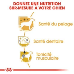 Royal Canin - Croquettes Poodle Adult Caniche Pour Chien - 1,5Kg 10 Royal Canin - Croquettes Poodle Adult Caniche Pour Chien - 1,5Kg -Magasin De Fournitures Pour Chiens 74392