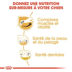 Royal Canin - Croquettes Jack Russell Adult Pour Chiens - 1,5Kg -Magasin De Fournitures Pour Chiens 74445