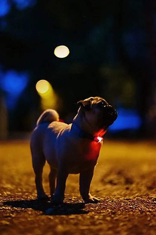 Tickless - Répulsif Antiparasitaire Mini Dog Ultrason Rechargeable Pour Chiens - Noir 6 Tickless - Répulsif Antiparasitaire Mini Dog Ultrason Rechargeable Pour Chiens - Noir – Image 4