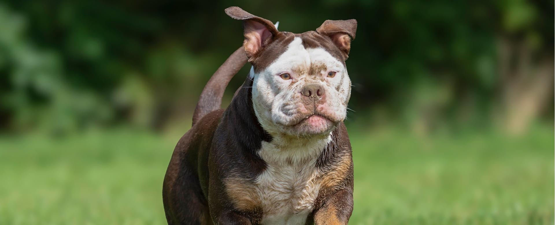 Magasin De Fournitures Pour Chiens -Magasin De Fournitures Pour Chiens animal 9417081 1920