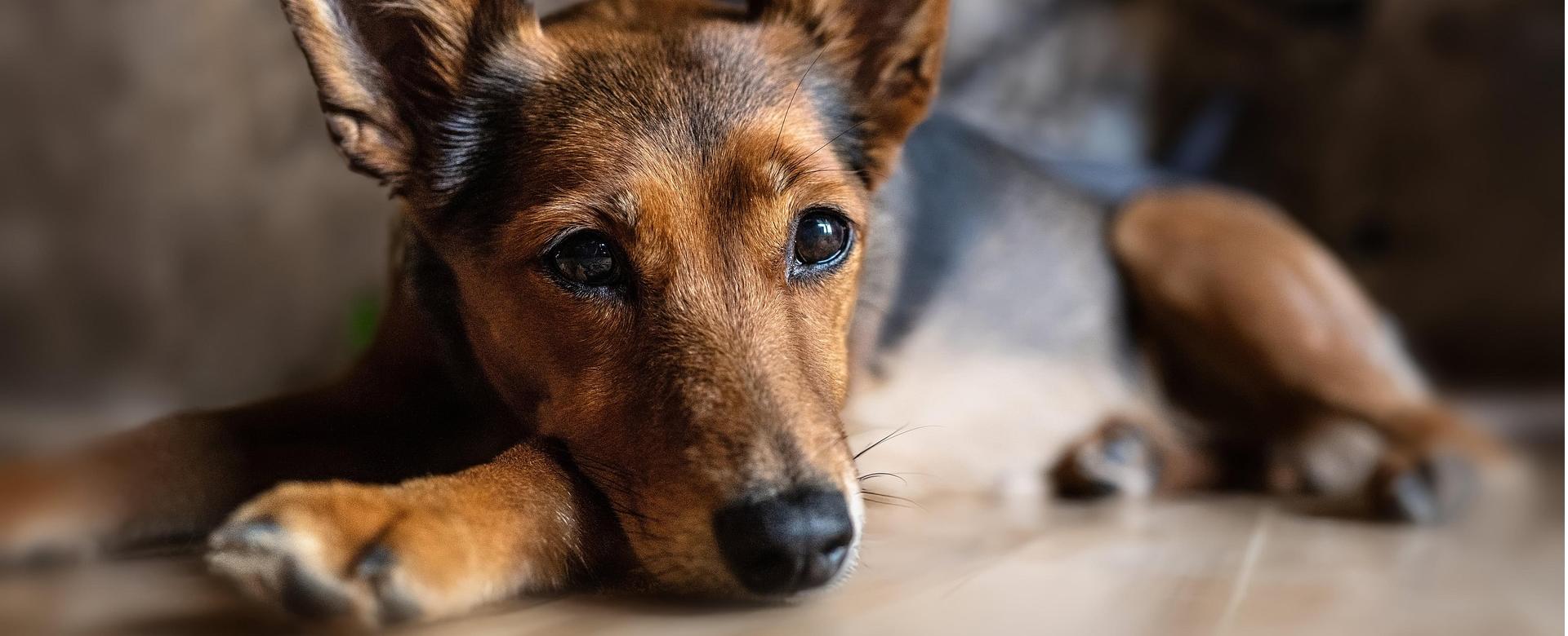 Magasin De Fournitures Pour Chiens -Magasin De Fournitures Pour Chiens dog 8448345 1920